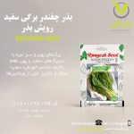 بذر چغندر برگی سفید رویش بذر
