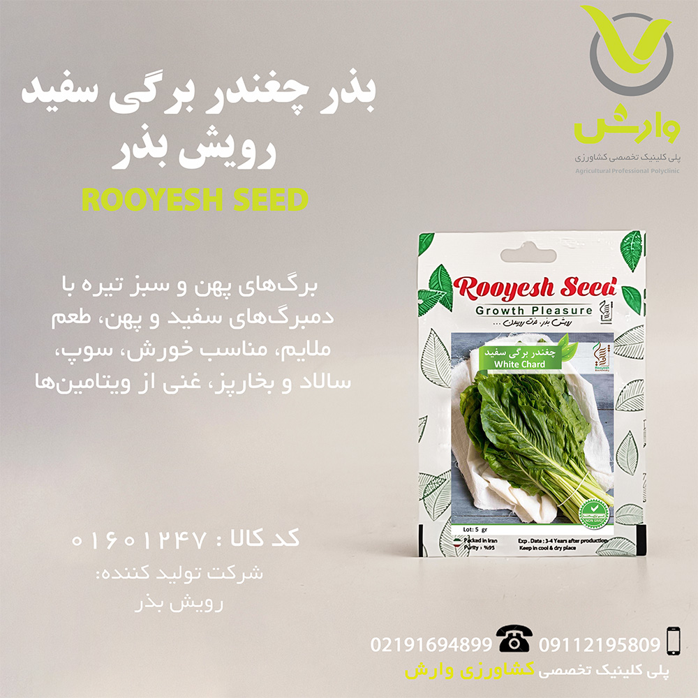بذر چغندر برگی سفید رویش بذر