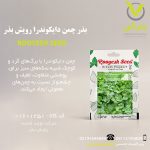 بذر چمن دایکوندرا رویش بذر