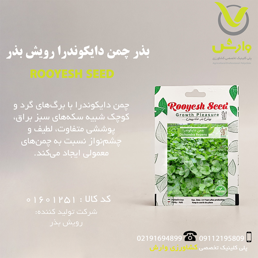 بذر چمن دایکوندرا رویش بذر