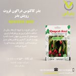 بذر کاکتوس دراگون فروت رویش بذر