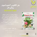 بذر کاکتوس آدنیوم ابسوم رویش بذر
