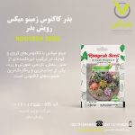 بذر کاکتوس ژمینو میکس رویش بذر