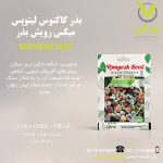 بذر کاکتوس لیتوپس میکس رویش بذر