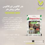 بذر کاکتوس فروکاکتوس میکس رویش بذر