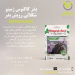 بذر کاکتوس ژمینو شکلاتی رویش بذر