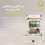 بذر کاکتوس ملو کاکتوس میکس رویش بذر