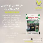 بذر کاکتوس تلو کاکتوس میکس رویش بذر