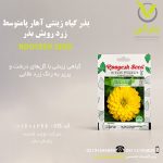 بذر گیاه زینتی آهار پامتوسط زرد رویش بذر