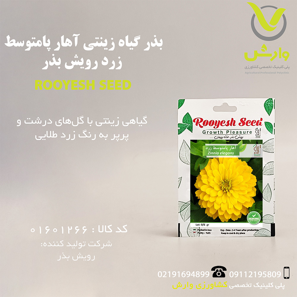 بذر گیاه زینتی آهار پامتوسط زرد رویش بذر