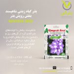 بذر گیاه زینتی شاهپسند بنفش رویش بذر