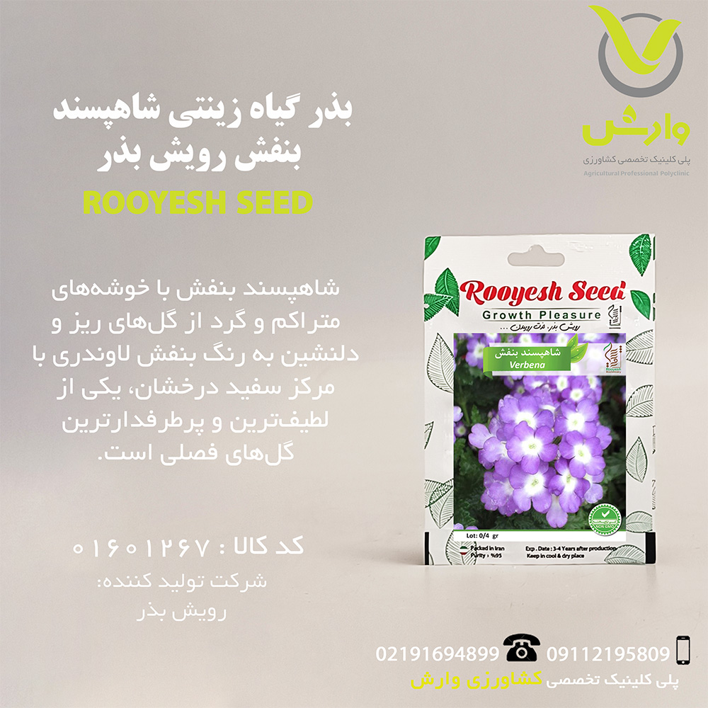 بذر گیاه زینتی شاهپسند بنفش رویش بذر