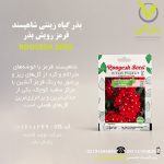 بذر گیاه زینتی شاهپسند قرمز رویش بذر