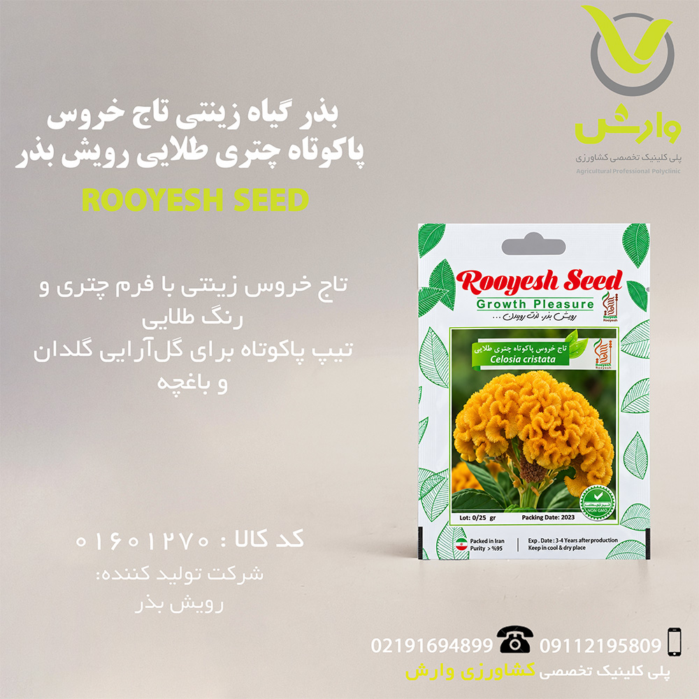 بذر گیاه زینتی تاج خروس پاکوتاه چتری طلایی رویش بذر