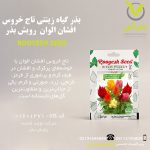 بذر گیاه زینتی تاج خروس افشان الوان رویش بذر