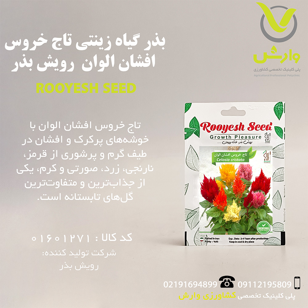 بذر گیاه زینتی تاج خروس افشان الوان رویش بذر