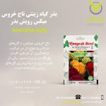 بذر گیاه زینتی تاج خروس میکس رویش بذر