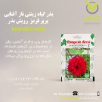 بذر گیاه زینتی ناز آفتابی پرپر قرمز رویش بذر