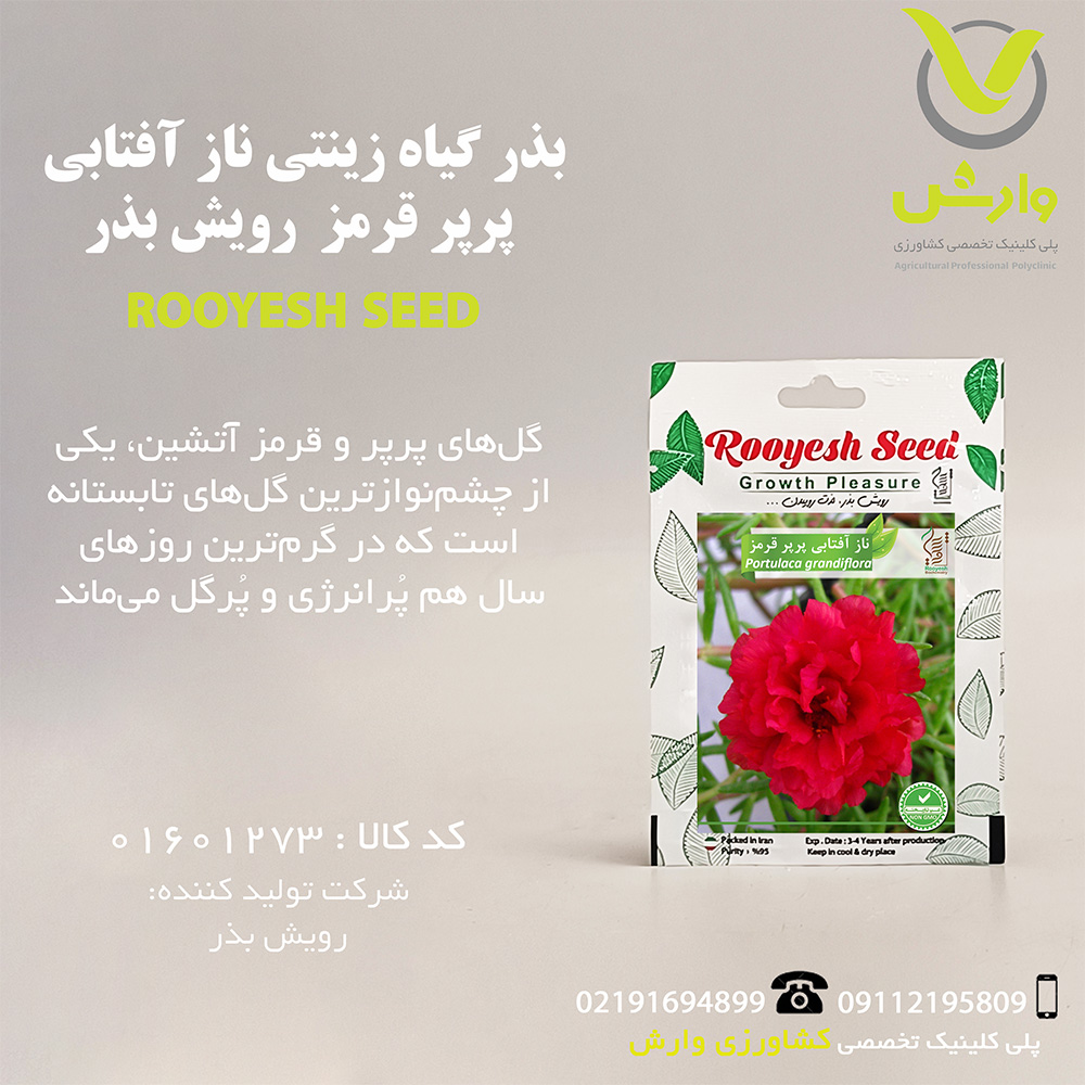 بذر گیاه زینتی ناز آفتابی پرپر قرمز رویش بذر