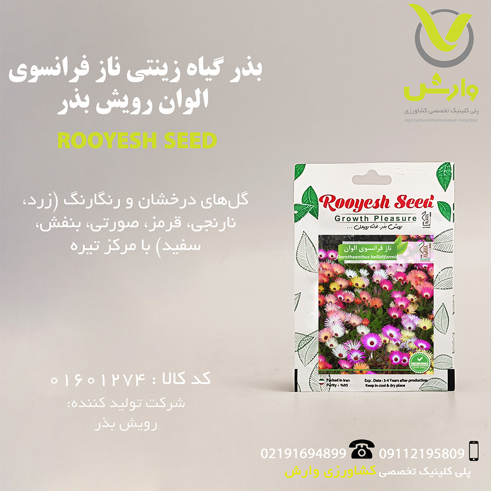 بذر گیاه زینتی ناز فرانسوی الوان رویش بذر
