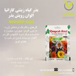 بذر گیاه زینتی گازانیا الوان رویش بذر