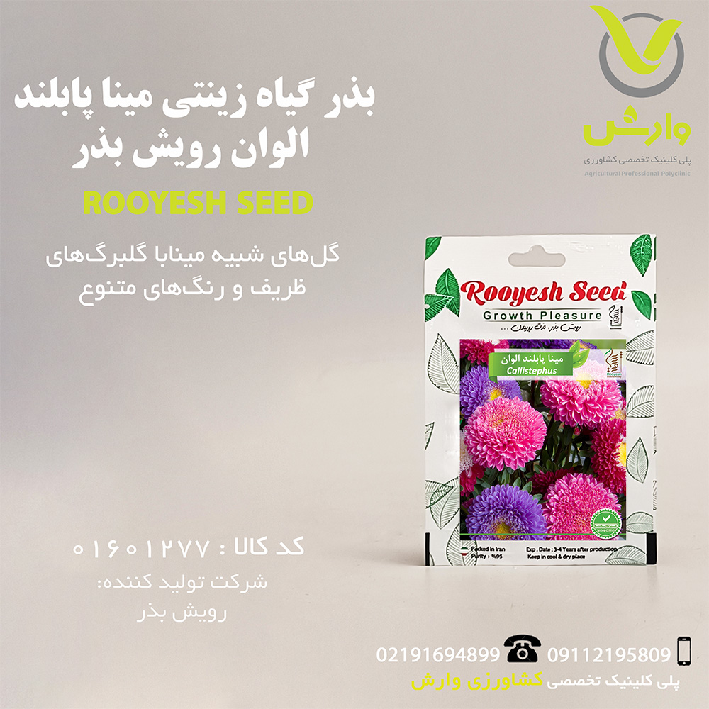 بذر گیاه زینتی مینا پابلند الوان رویش بذر