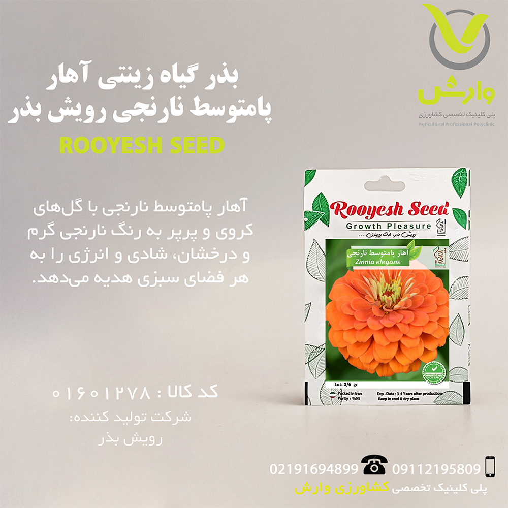بذر گیاه زینتی آهار پامتوسط نارنجی رویش بذر