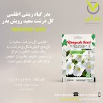بذر گیاه زینتی اطلسی گل درشت سفید رویش بذر