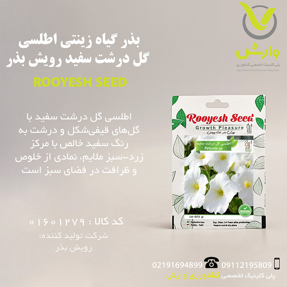بذر گیاه زینتی اطلسی گل درشت سفید رویش بذر