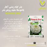 بذر گیاه زینتی آهار پامتوسط سفید رویش بذر
