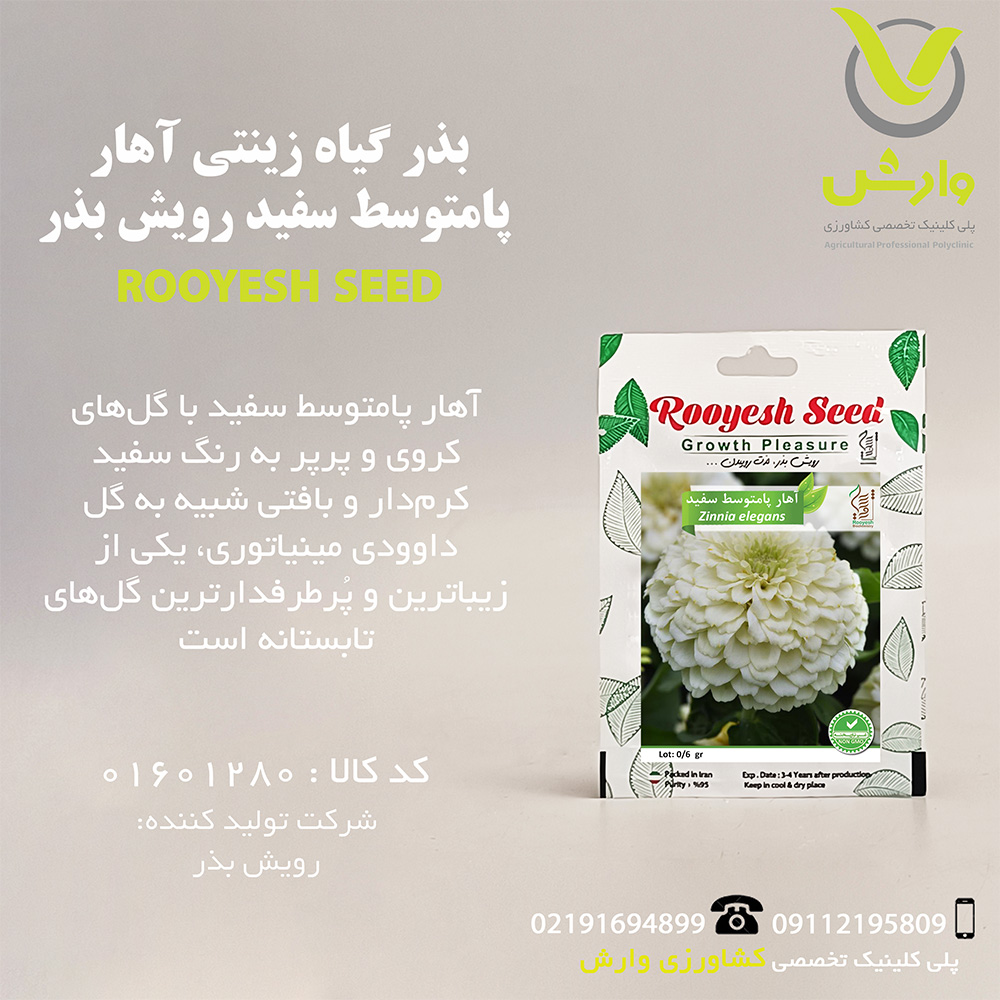 بذر گیاه زینتی آهار پامتوسط سفید رویش بذر