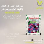 بذر گیاه زینتی گل گندم پاکوتاه الوان رویش بذر