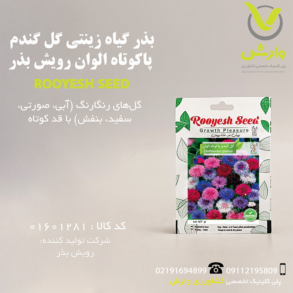 بذر گیاه زینتی گل گندم پاکوتاه الوان رویش بذر