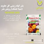 بذر گیاه زینتی گل جاوید (مینا خشک) الوان رویش بذر