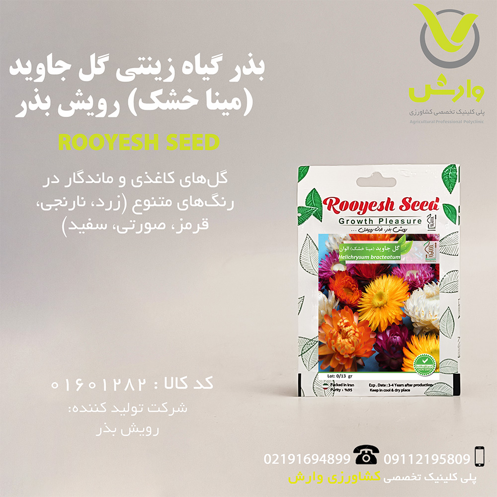 بذر گیاه زینتی گل جاوید (مینا خشک) الوان رویش بذر