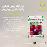 بذر گیاه زینتی فلوکس پاکوتاه الوان رویش بذر