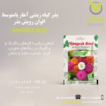 بذر گیاه زینتی آهار پامتوسط الوان رویش بذر