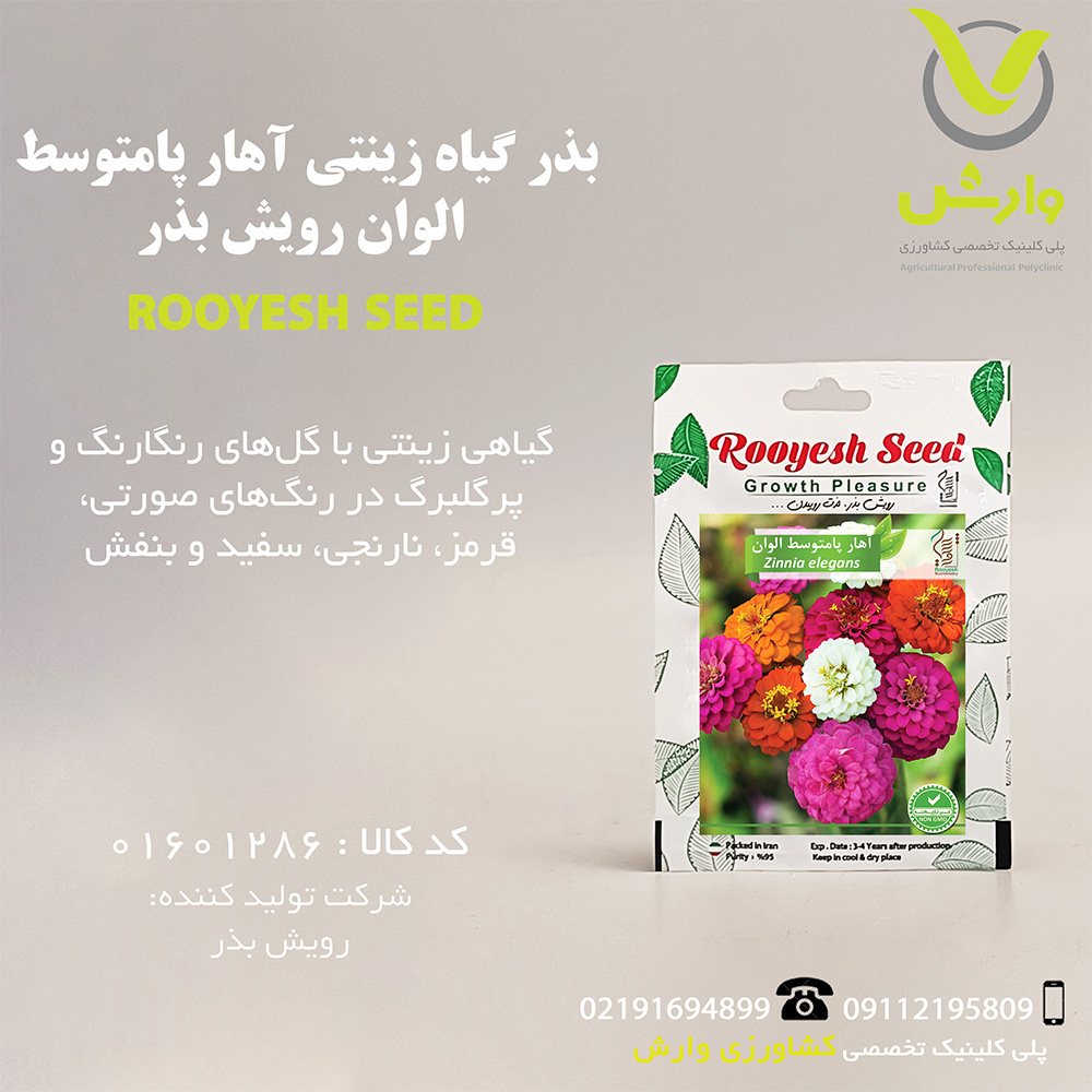 بذر گیاه زینتی آهار پامتوسط الوان رویش بذر