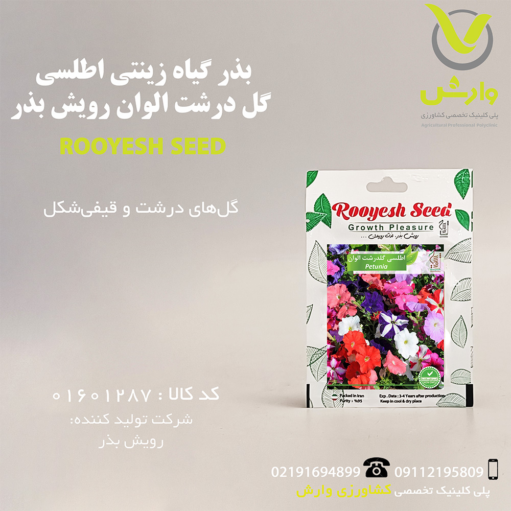 بذر گیاه زینتی اطلسی گل درشت الوان رویش بذر