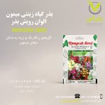 بذر گیاه زینتی میمون الوان رویش بذر