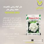 بذر گیاه زینتی شاهپسند سفید رویش بذر