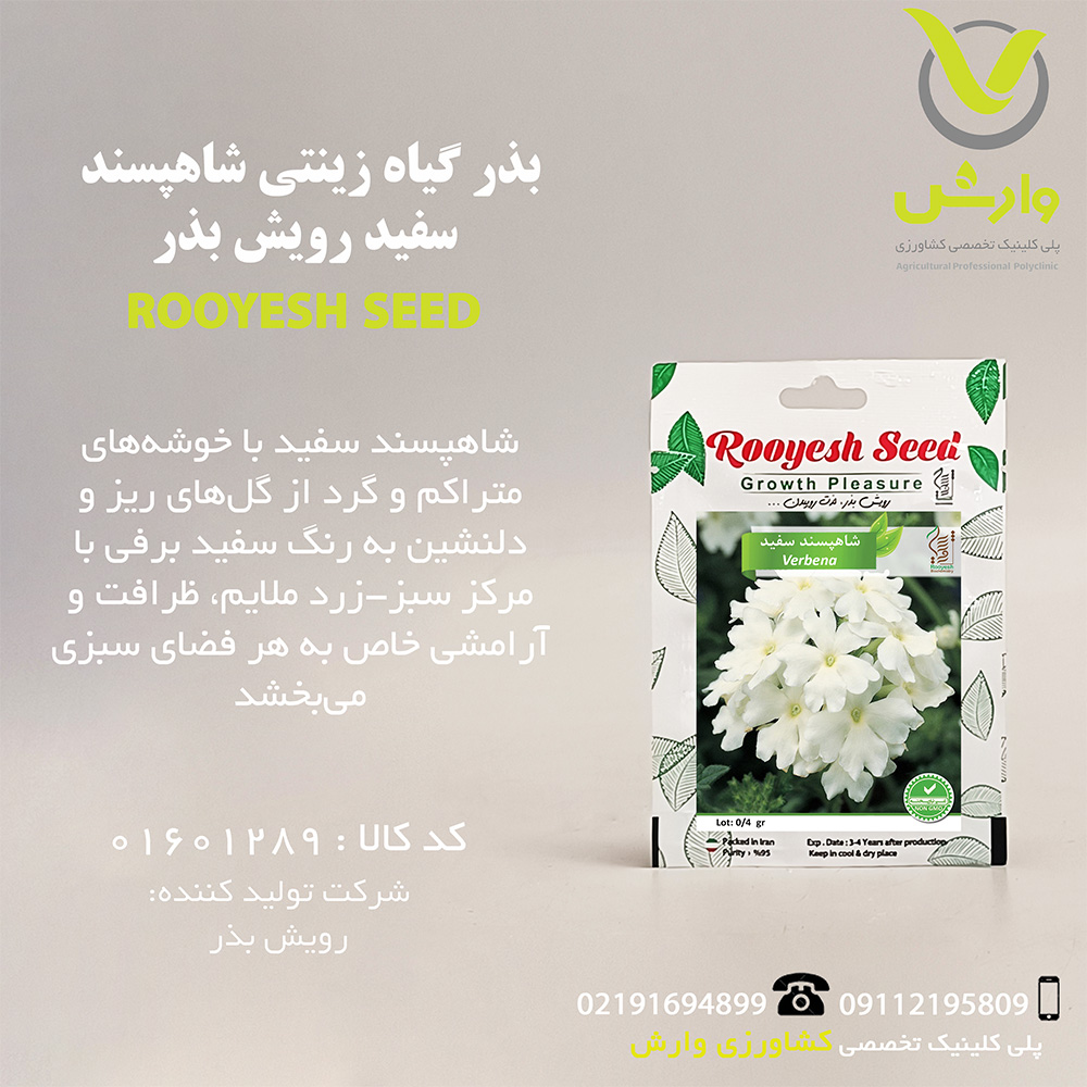 بذر گیاه زینتی شاهپسند سفید رویش بذر