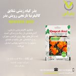 بذر گیاه زینتی شقایق کالیفرنیا نارنجی رویش بذر
