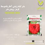 بذر گیاه زینتی آهار پامتوسط قرمز رویش بذر