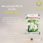 بذر گیاه زینتی ابری سفید رویش بذر