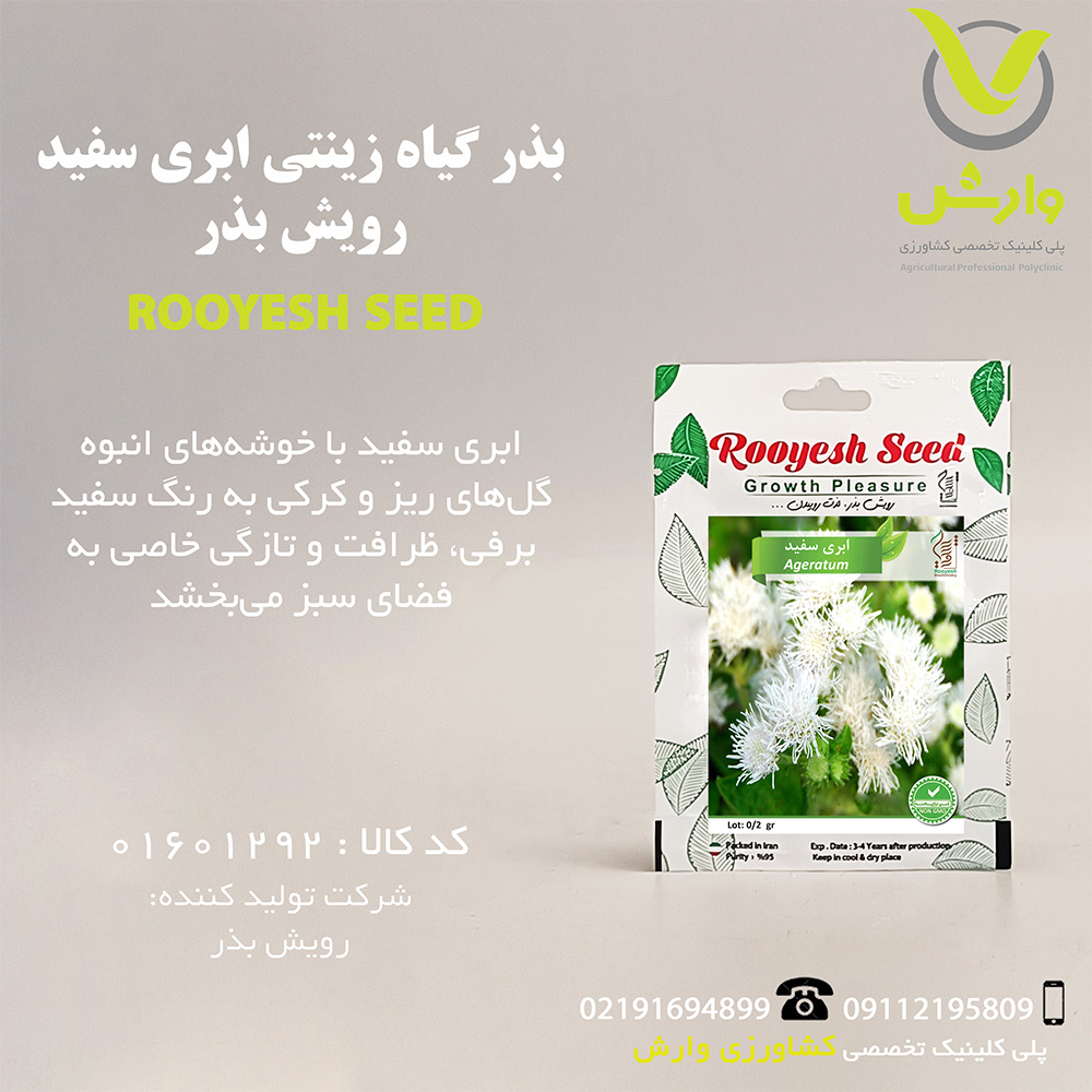 بذر گیاه زینتی ابری سفید رویش بذر