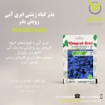 بذر گیاه زینتی ابری آبی رویش بذر