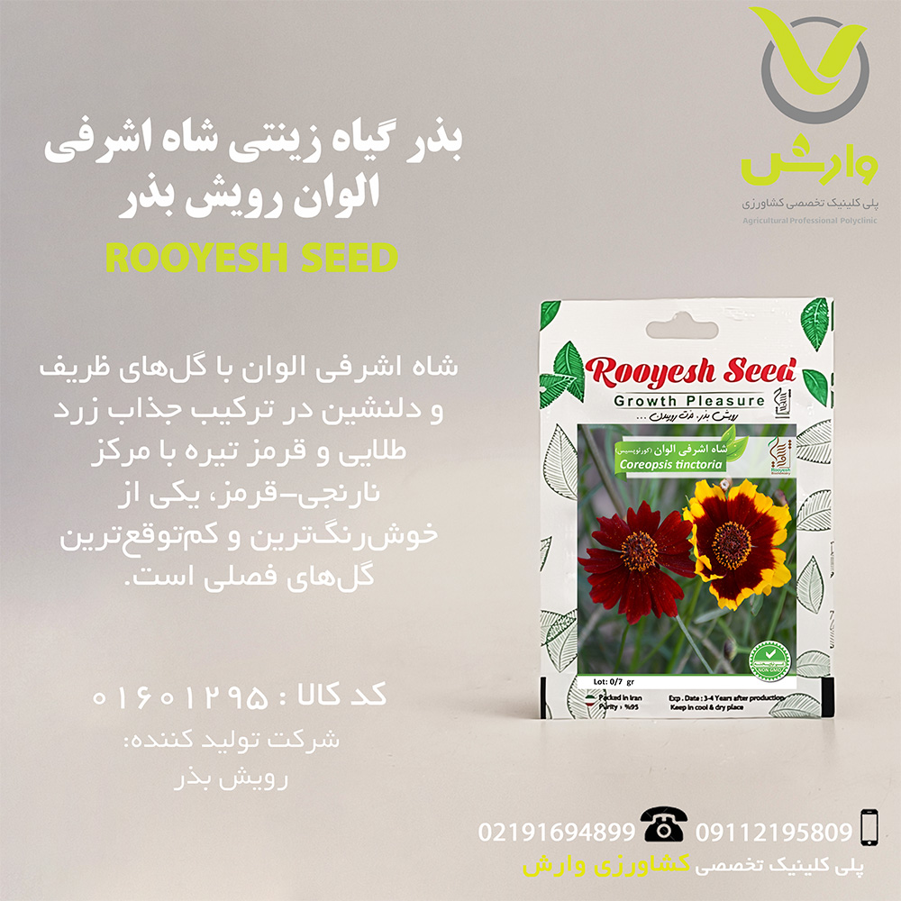بذر گیاه زینتی شاه اشرفی الوان رویش بذر