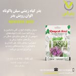 بذر گیاه زینتی سیلن پاکوتاه الوان رویش بذر