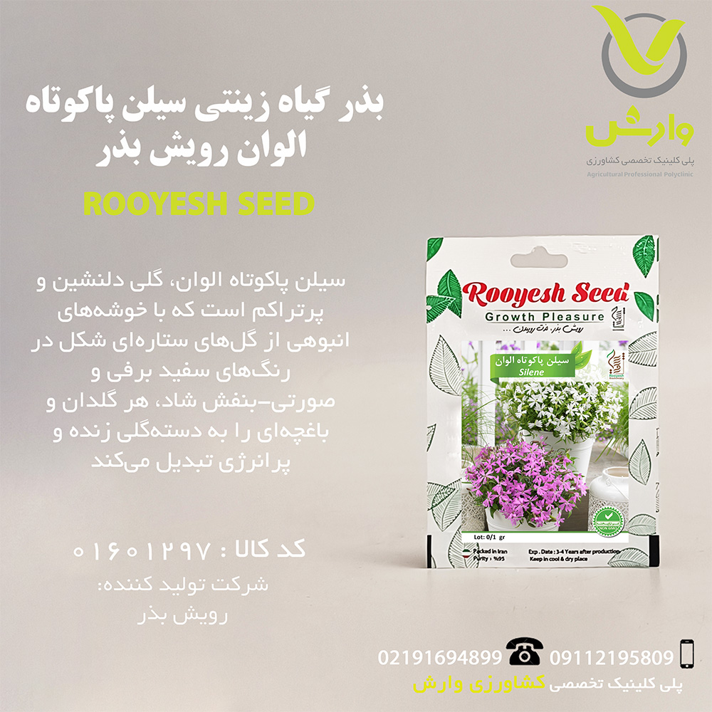 بذر گیاه زینتی سیلن پاکوتاه الوان رویش بذر
